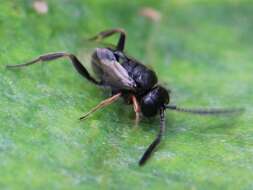 Image of Brachygaster