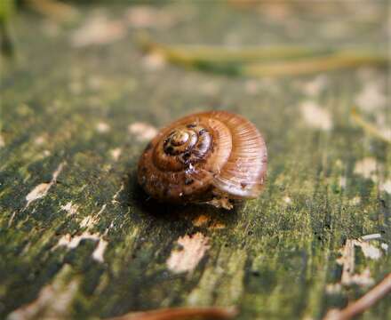 Image of reddish snail