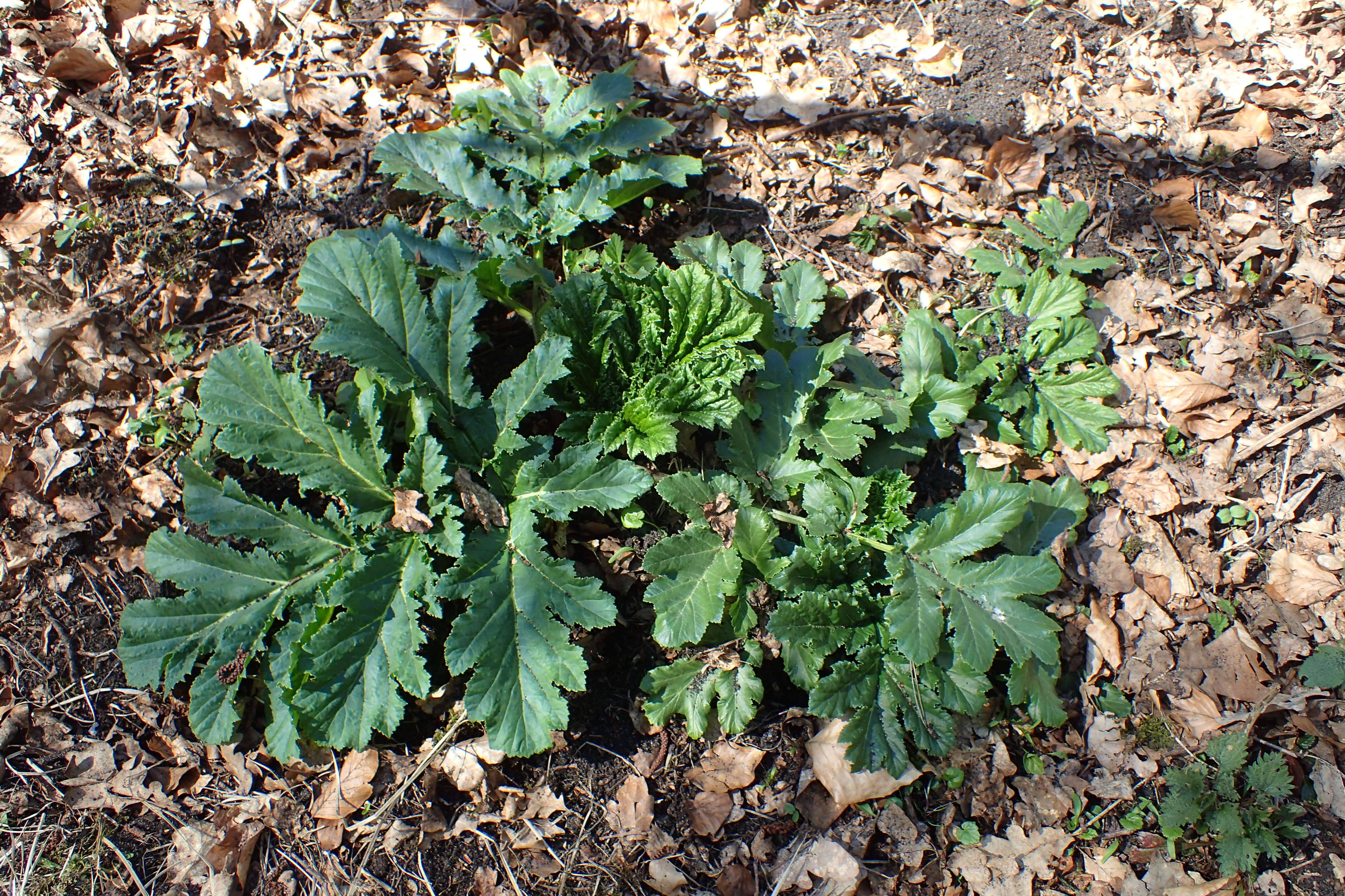 Imagem de Heracleum sosnowskyi Manden.