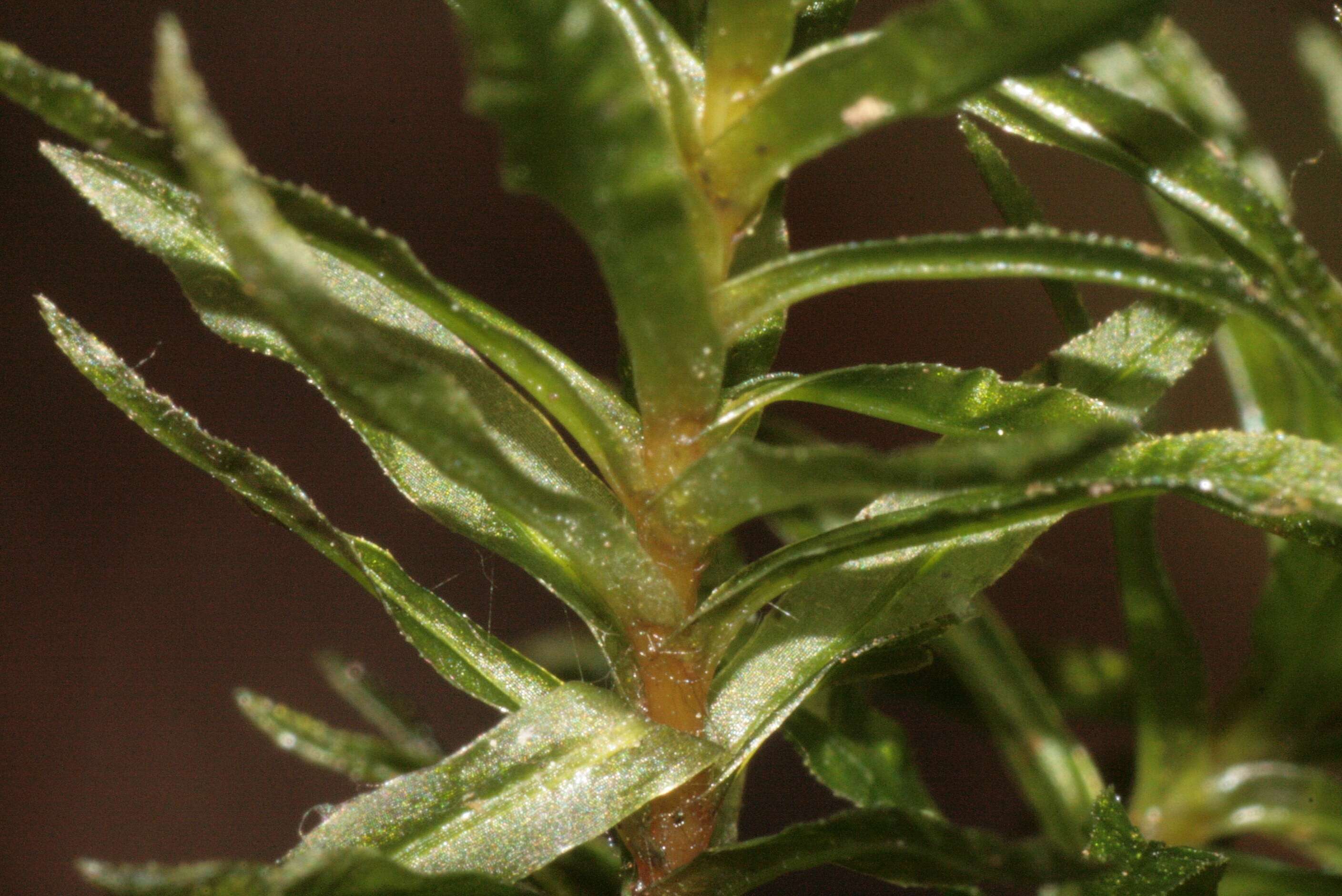 Image of undulate atrichum moss