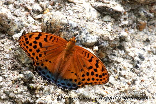 Image of Argynnis childreni