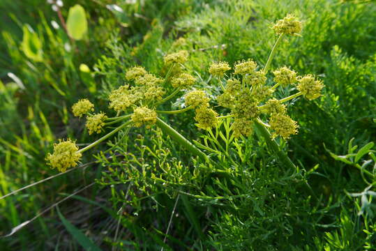 Image of Thompson's desertparsley