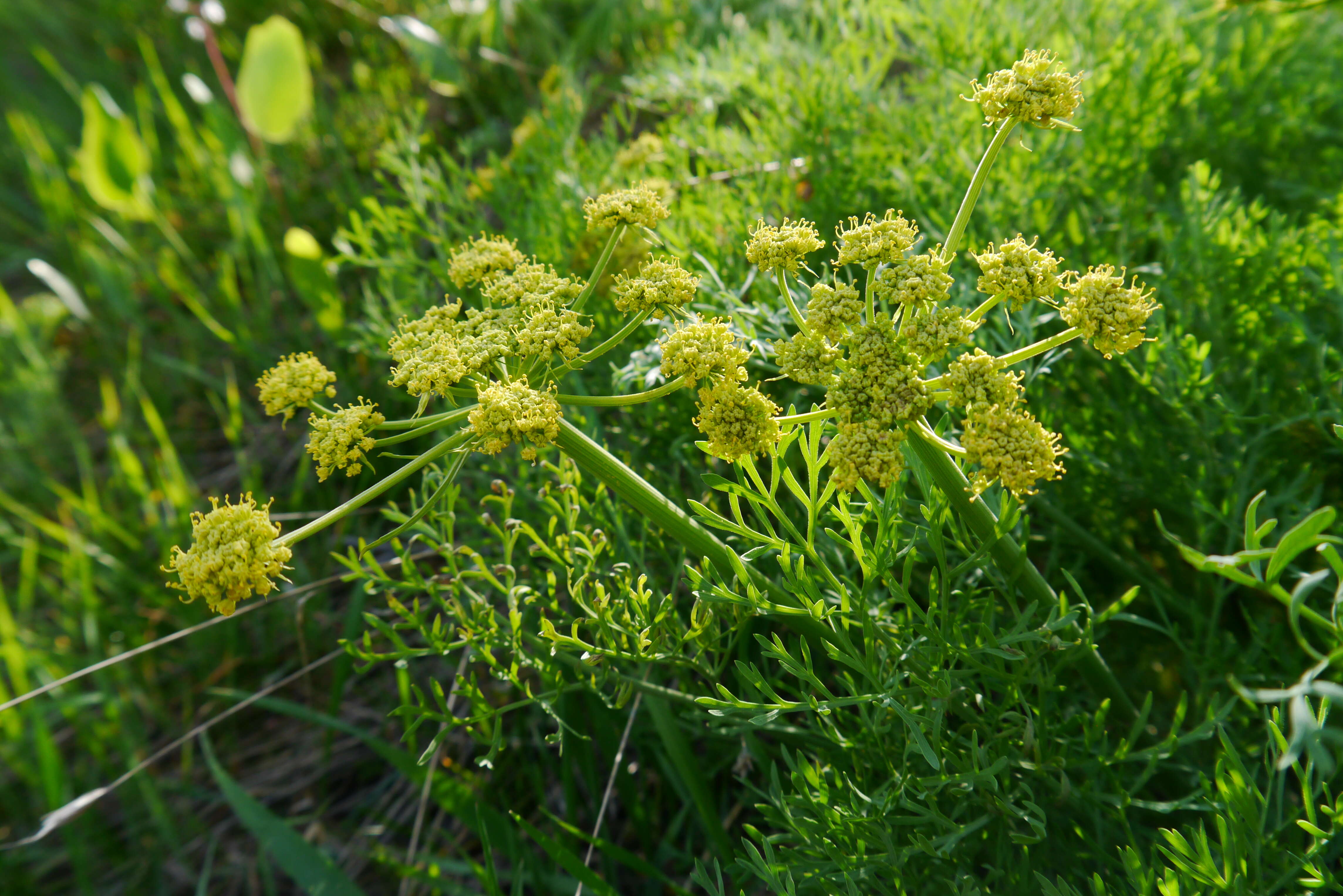 Image of Thompson's desertparsley