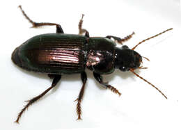 Image de Harpalus (Harpalus) distinguendus (Duftschmid 1812)