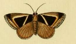 Image of Chalciope mygdon Cramer 1777
