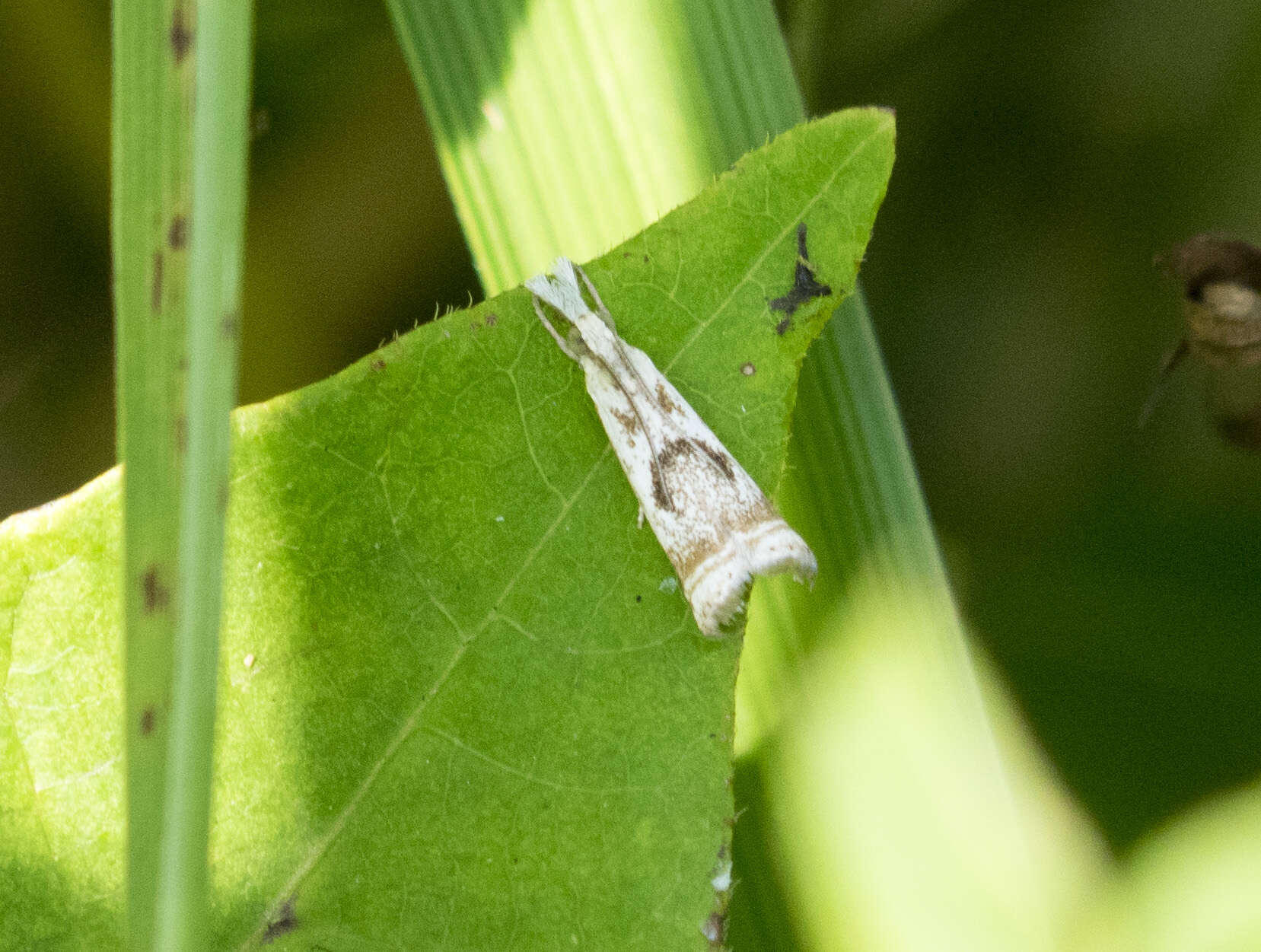 Image of Microcrambus