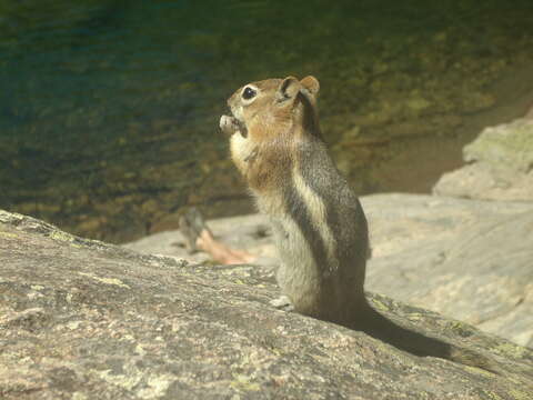 Callospermophilus Merriam 1897 resmi