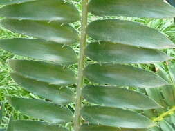 Image of Modjadji Cycad