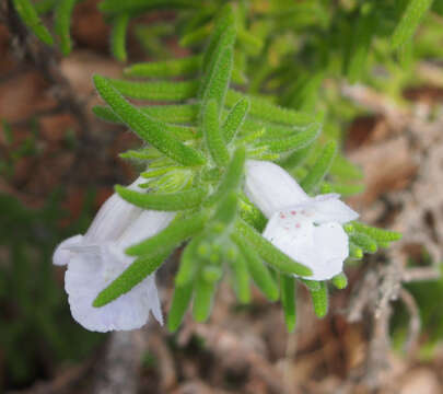 Image of Chloanthes parviflora Walp.