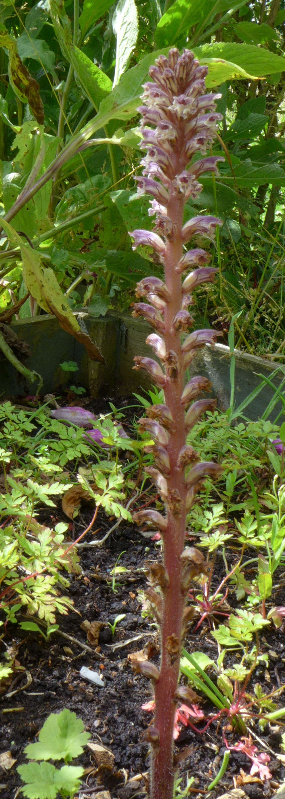 Image of clover broomrape