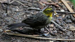 Image of Yellow-hooded Blackbird