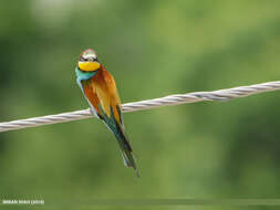 Image of bee-eater, european bee-eater