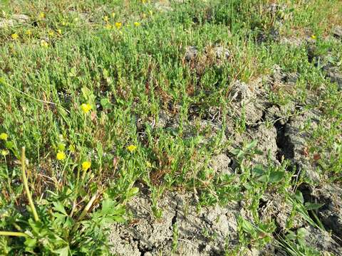 Plancia ëd Lythrum hyssopifolia L.