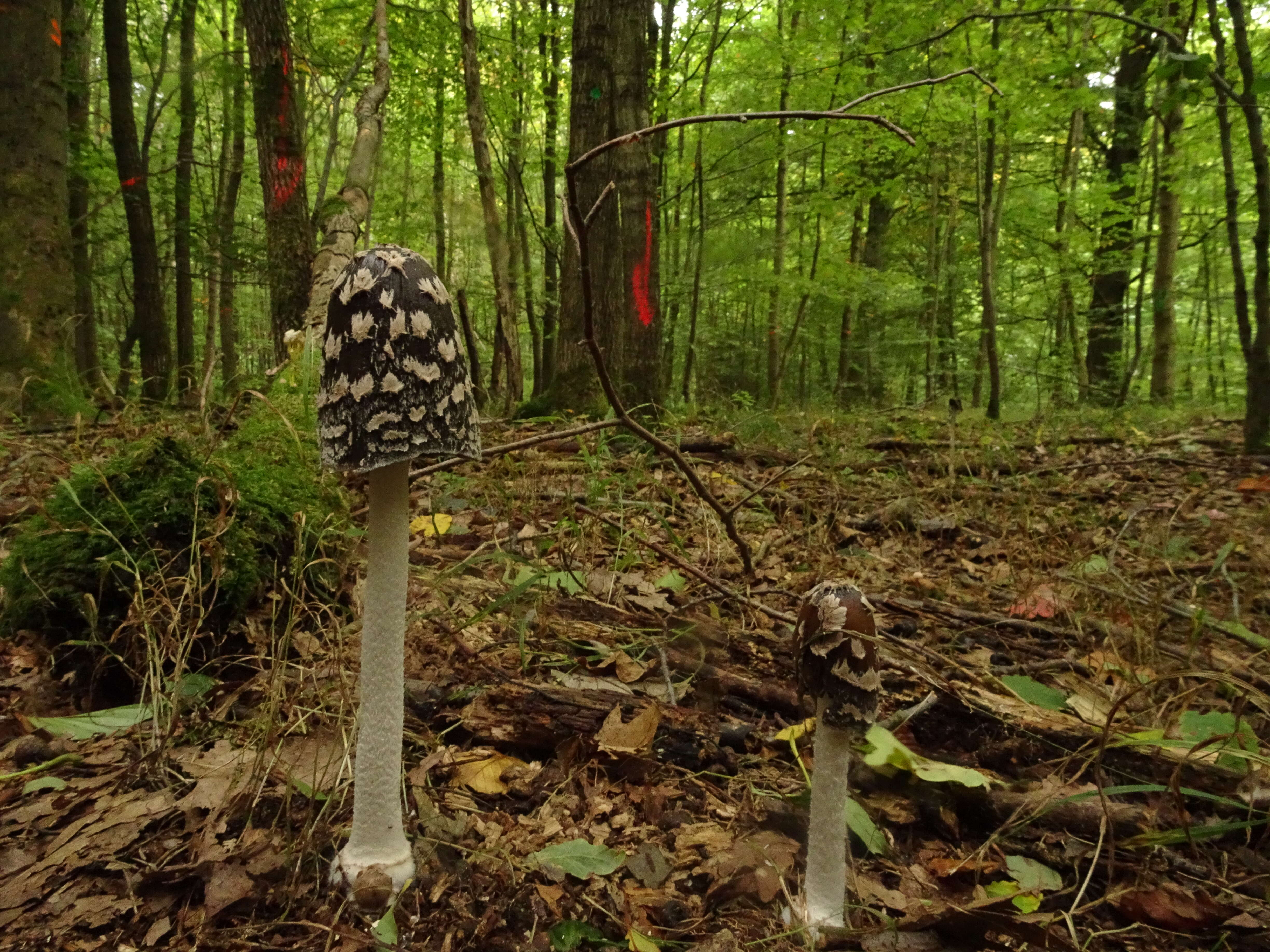 Imagem de Coprinopsis picacea (Bull.) Redhead, Vilgalys & Moncalvo 2001