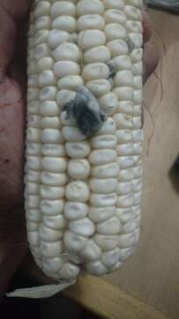 Image of corn smut