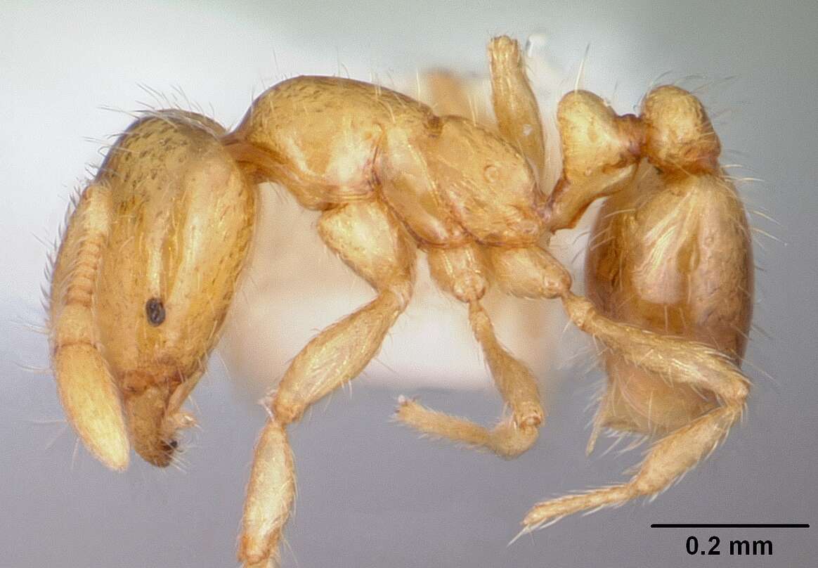 Image of Thief ant