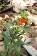 Image of Flax-Leaved Daphne