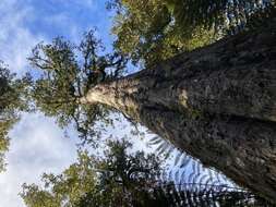 Image of Dacrydium