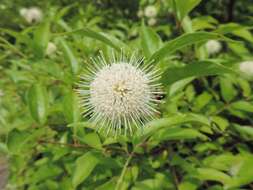 Image of common buttonbush