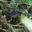 Image of Ash-colored Tapaculo