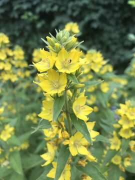 Image of Dotted Loosestrife