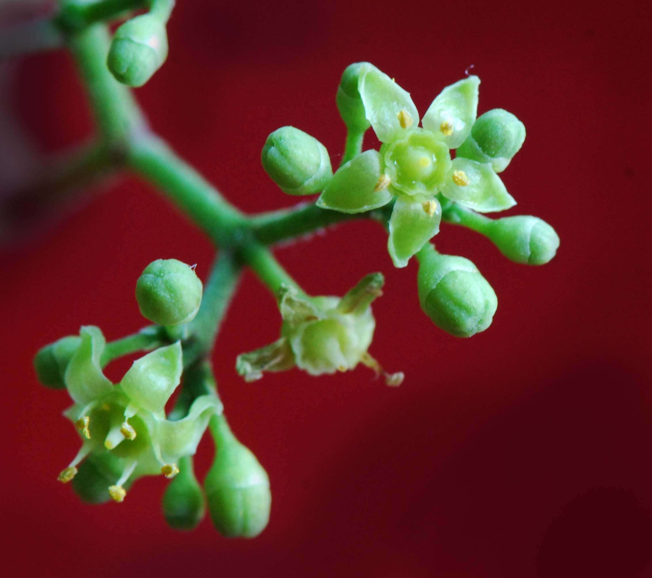 Image of Amur peppervine