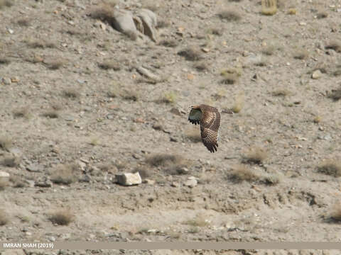 Image of Crested Honey Buzzard