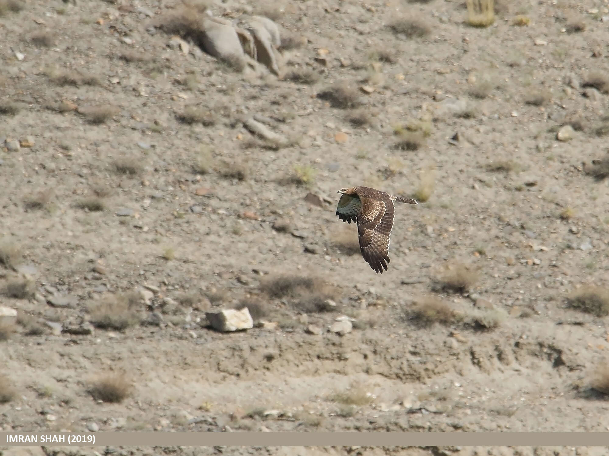 Image of Crested Honey Buzzard