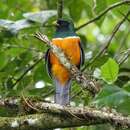 Image of Trogon aurantiiventris