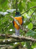 Image of Trogon aurantiiventris