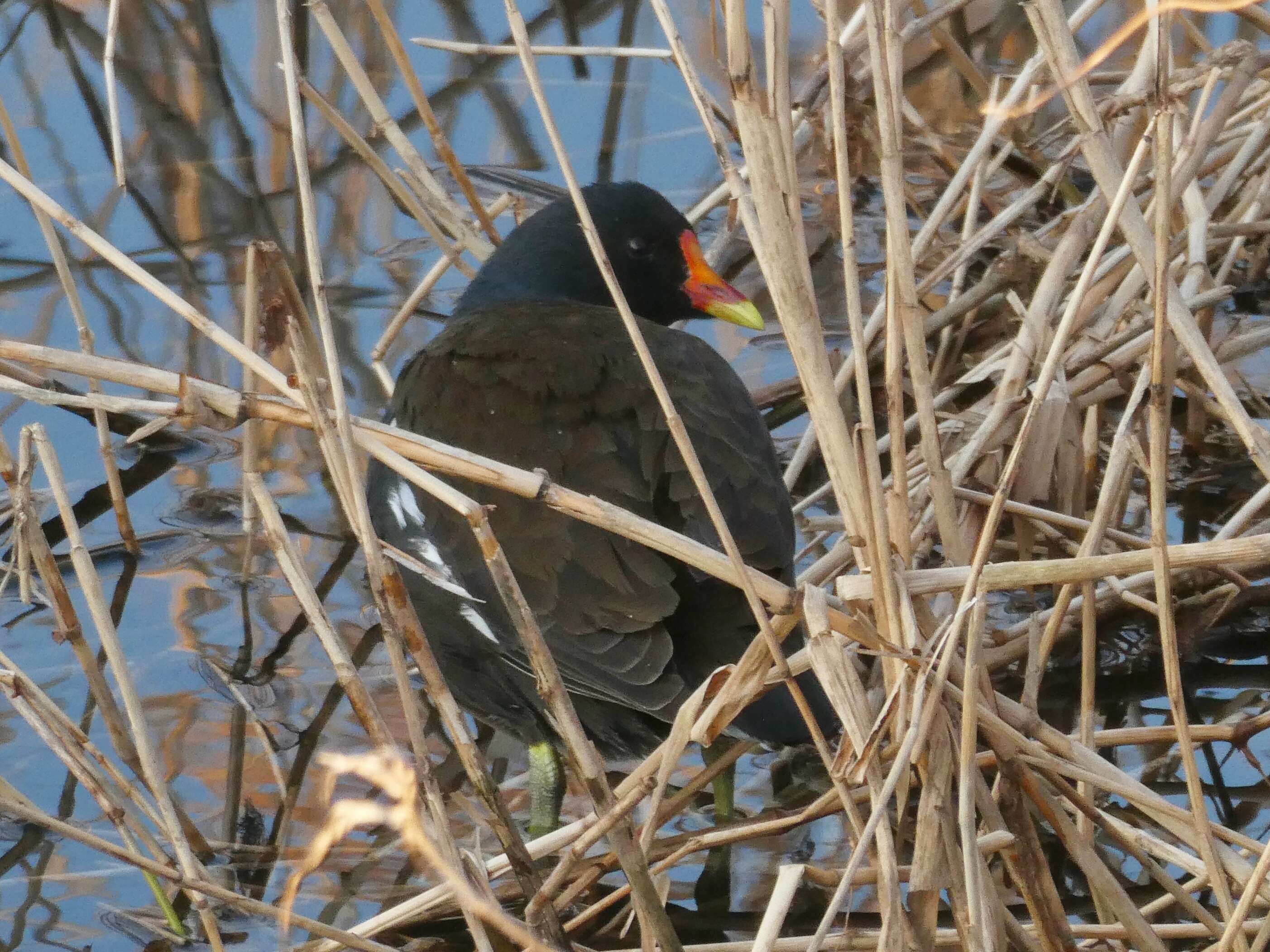 Image of Common Moorhen