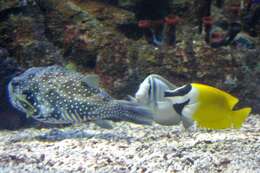 Слика од Zebrasoma veliferum (Bloch 1795)