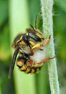 Image of wool-carder bee