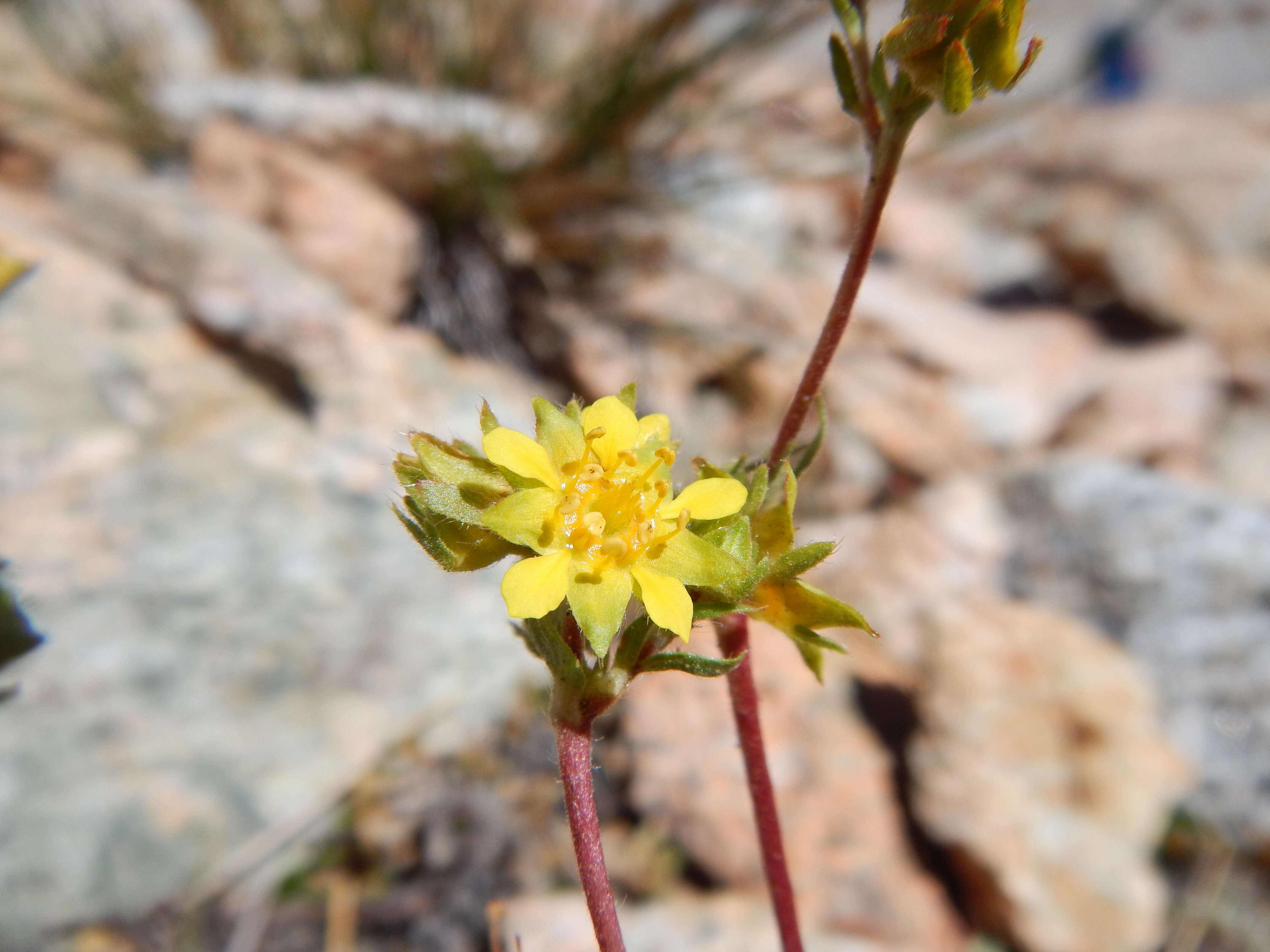 Image de Ivesia lycopodioides Gray