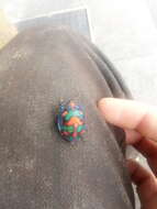 Image of cotton harlequin bug