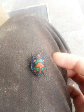 Image of cotton harlequin bug