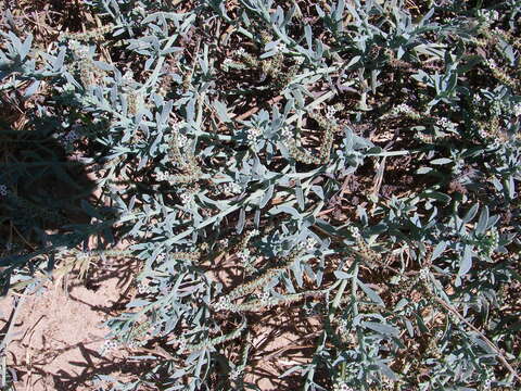 Image of salt heliotrope