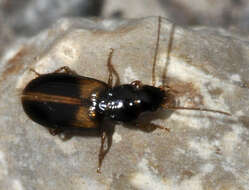 Image of Carabidae