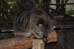 صورة Arctictis binturong whitei J. A. Allen 1910