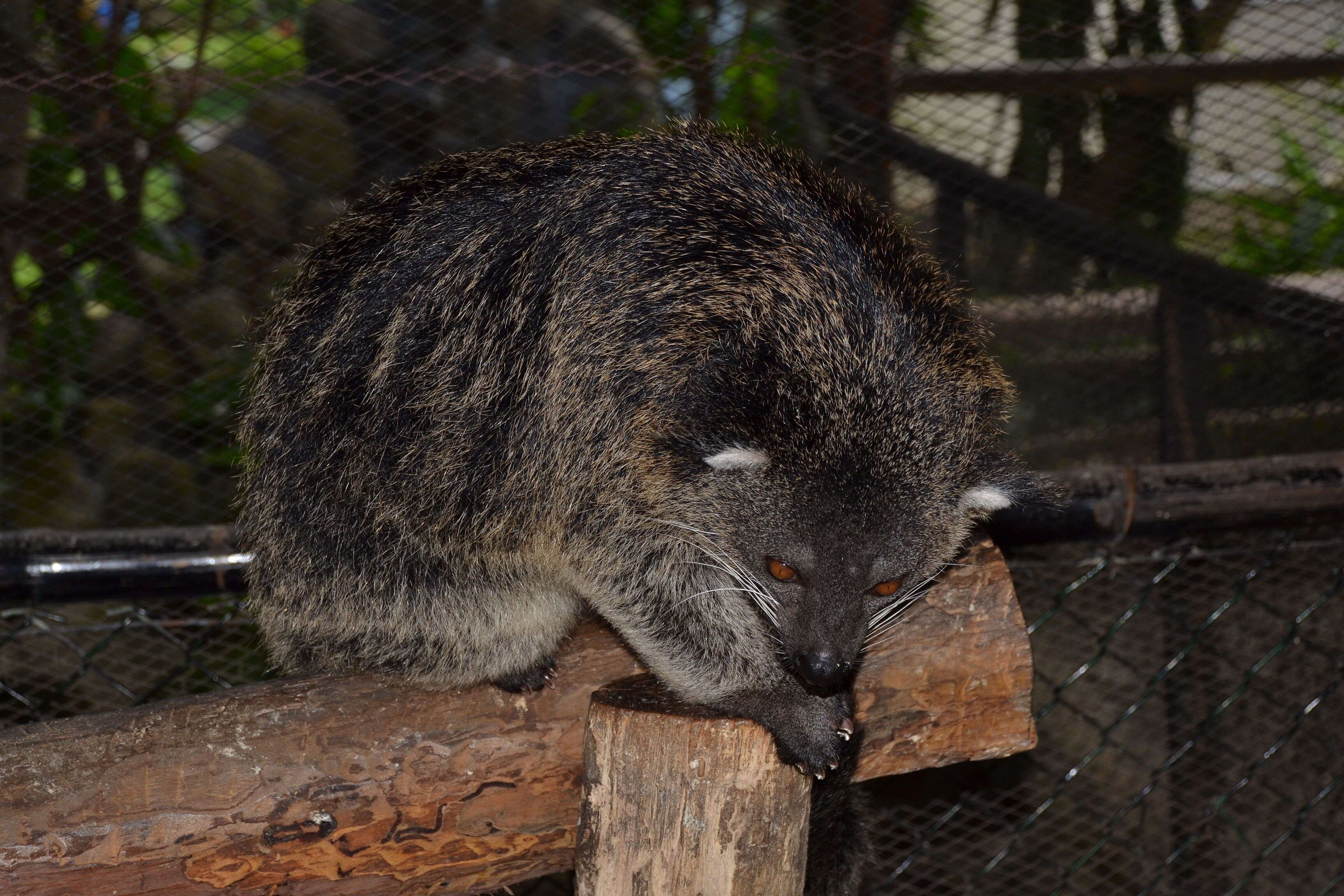 صورة Arctictis binturong whitei J. A. Allen 1910