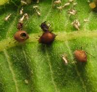 Image of Aphid