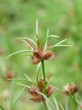 Juncus bulbosus L. resmi