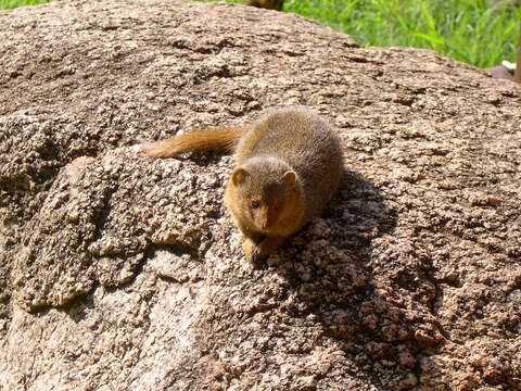 Image of Dwarf mongooses