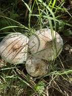 Image of Green-spored parasol