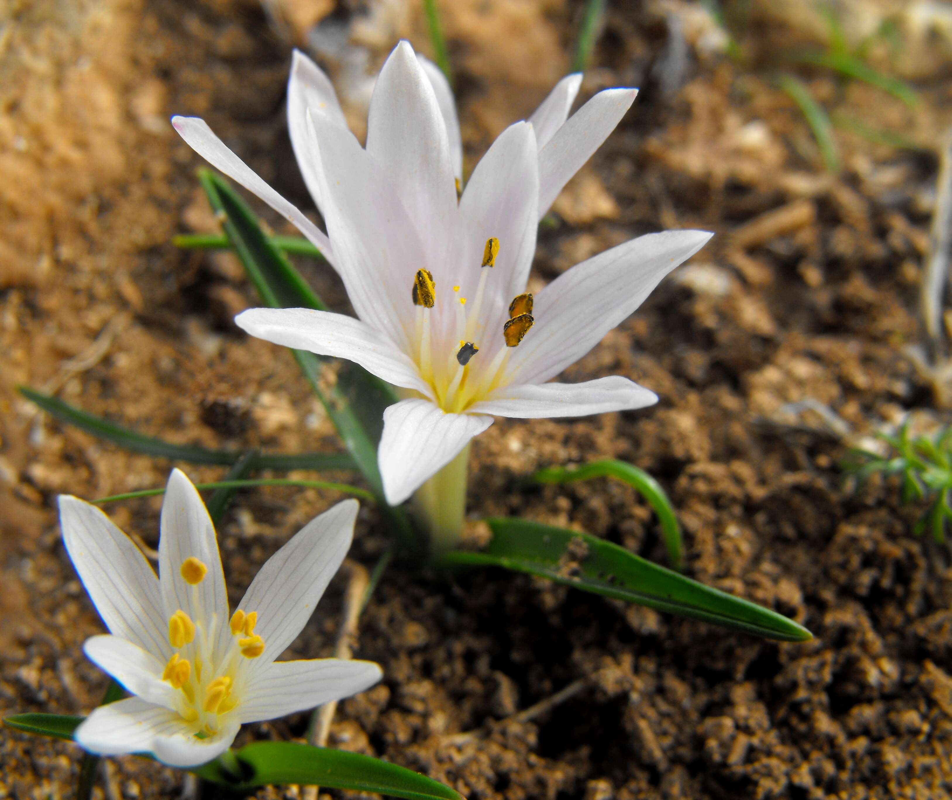 Image of Colchicum cupanii Guss.