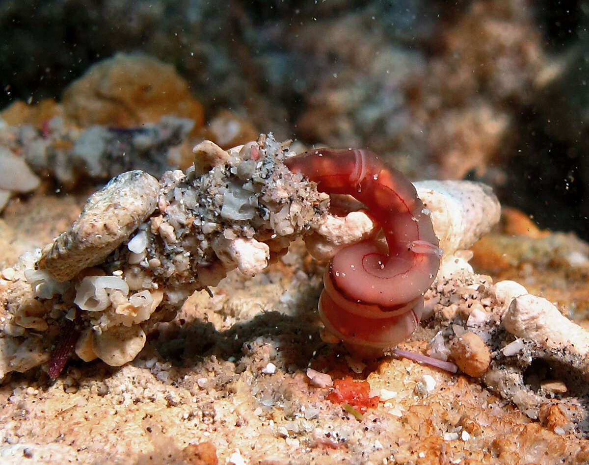 Image of bamboo worms