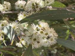 Image of Eucalyptus viridis subsp. wimmerensis (Rufe) M. I. H. Brooker & A. V. Slee