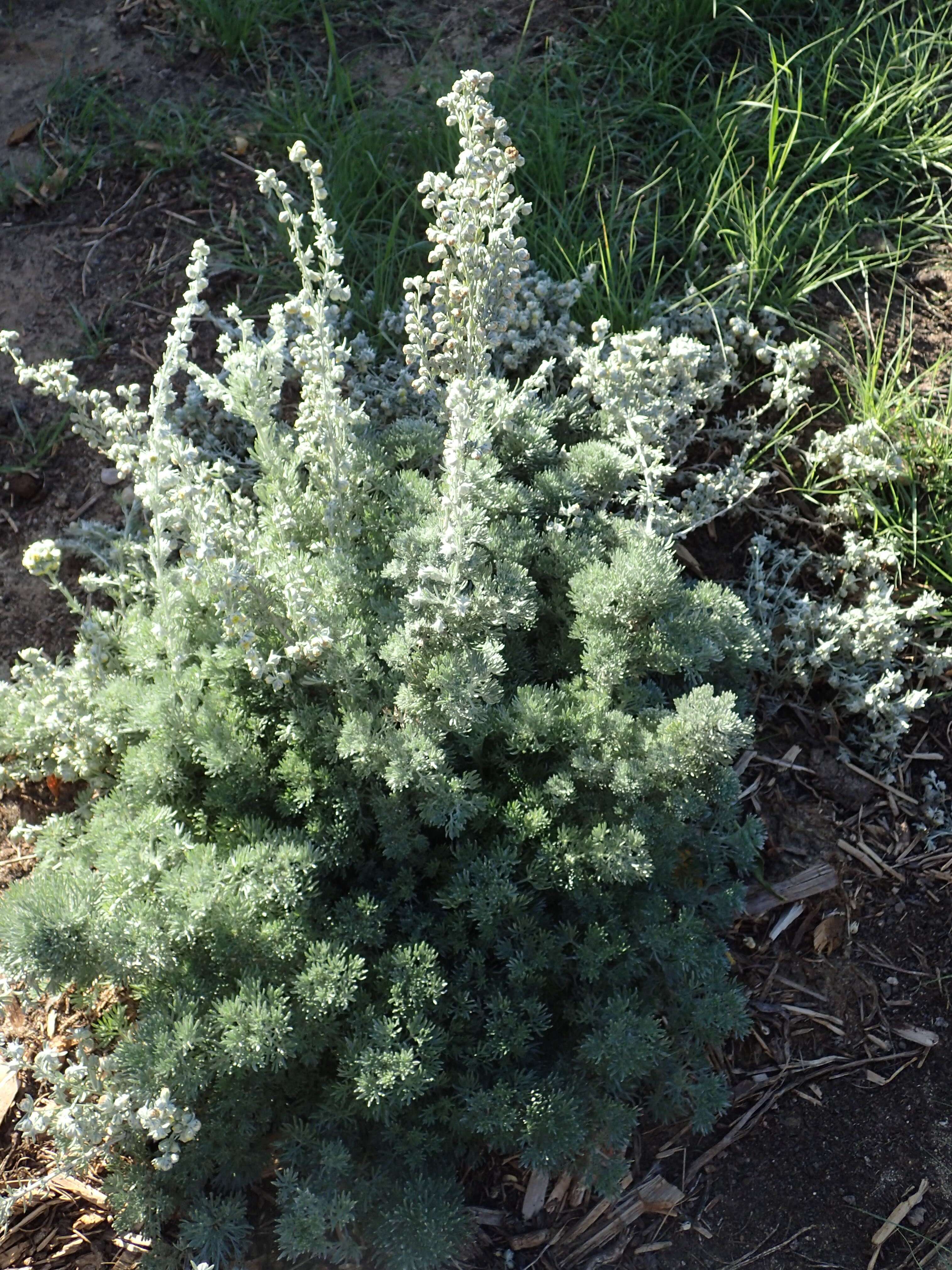 Слика од Artemisia frigida Willd.