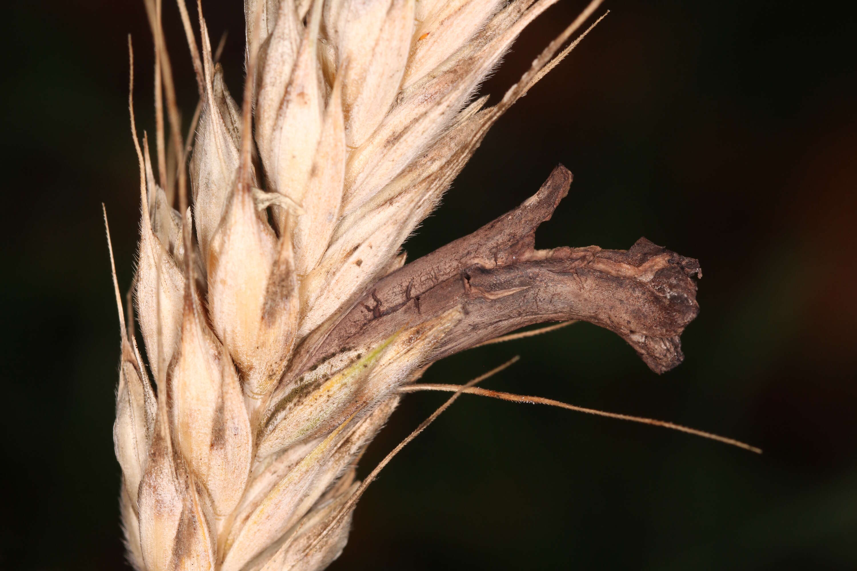 Image of Ergot