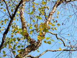 Image of Black Birch